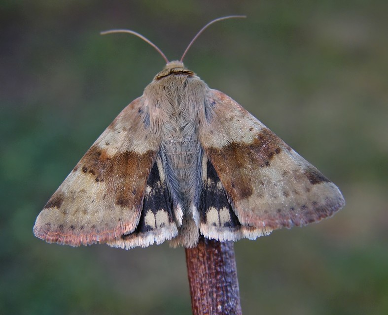 Heliothis viriplaca - mácsonyabagoly