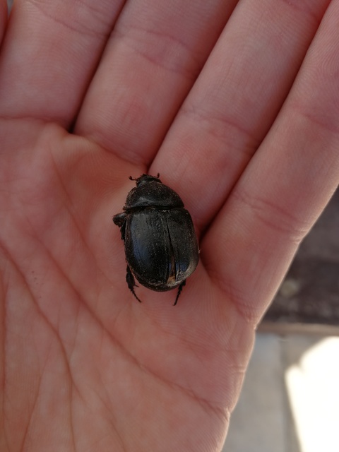 Pentodon idiota - butabogár