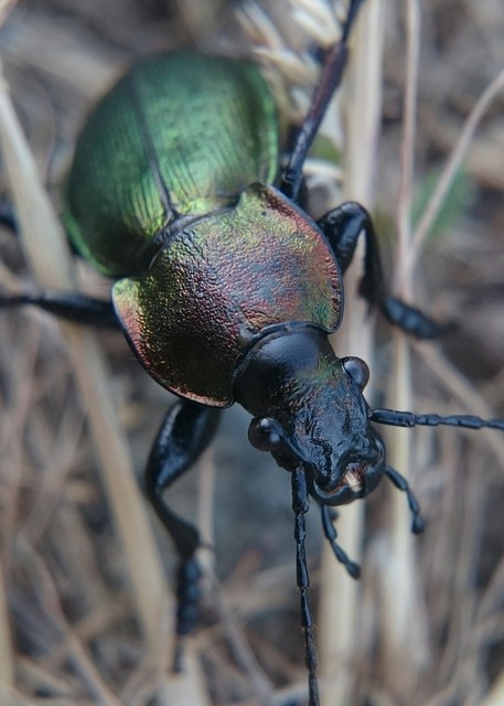 Carabus scheidleri - változó futrinka Carabus scheidleri - változó futrinka