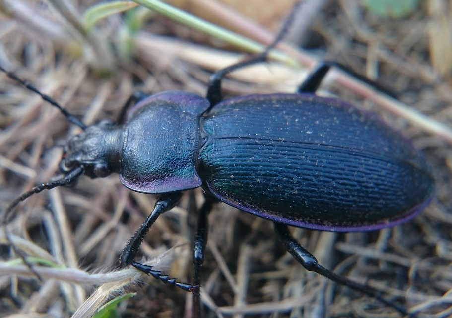Carabus scheidleri - változó futrinka Carabus scheidleri - változó futrinka