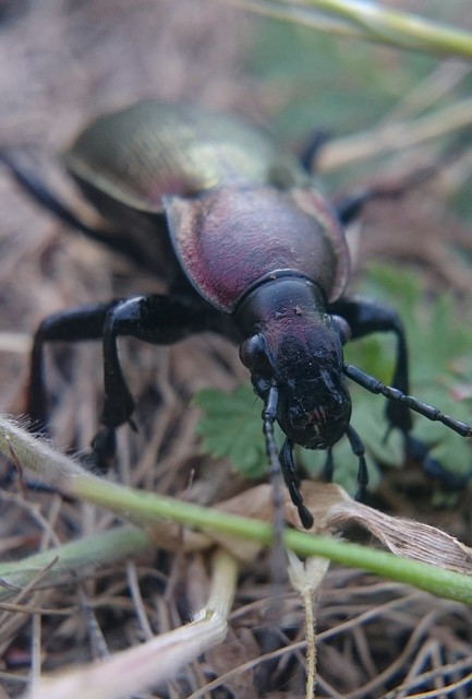 Carabus scheidleri - változó futrinka Carabus scheidleri - változó futrinka