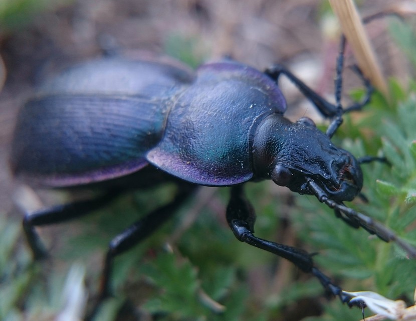 Carabus scheidleri - változó futrinka Carabus scheidleri - változó futrinka