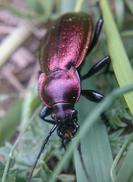 Carabus scheidleri - változó futrinka Carabus scheidleri - változó futrinka