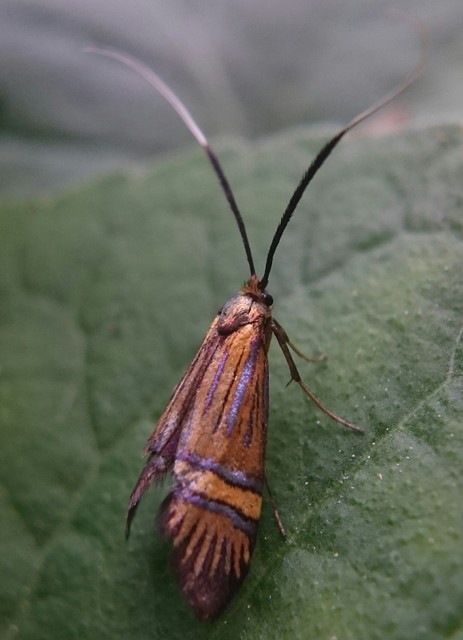 Nemophora degeerella - pompás tőrösmoly