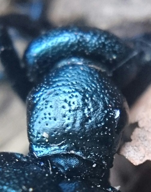 Meloe violaceus - kék nünüke