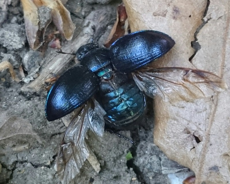 Anoplotrupes stercorosus - erdei álganéjtúró