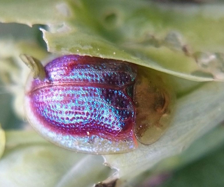Cassida azurea - ezüstfényű pajzsbogár