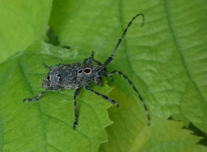 Mesosa curculionoides - szemfoltos cincér