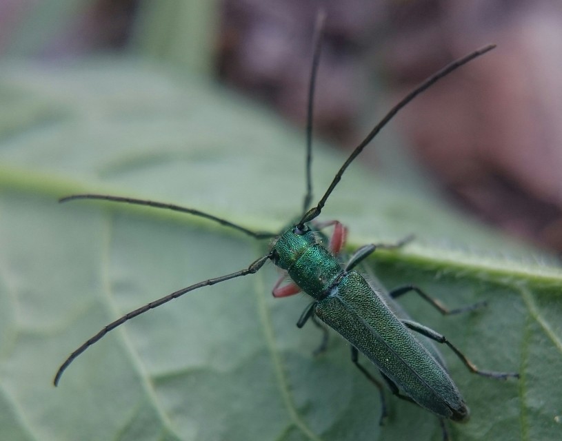 Phytoecia caerulea - fémzöld fűcincér Phytoecia caerulea - fémzöld fűcincér