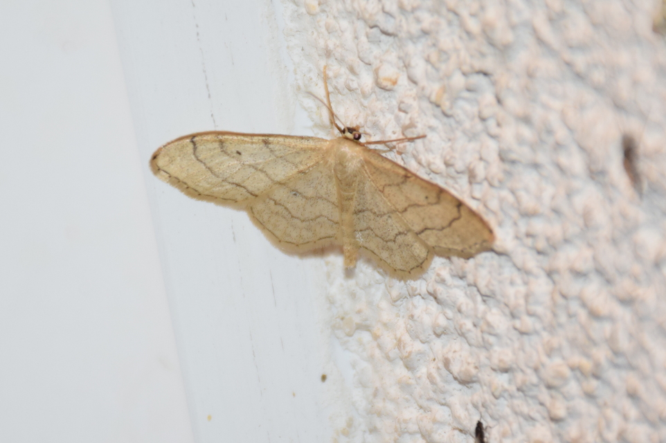 Idaea aversata - nagy sávosaraszoló