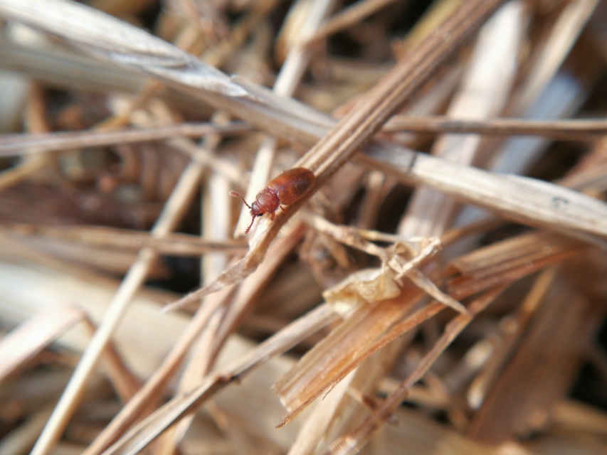 Cryptophagidae - penészbogárfélék