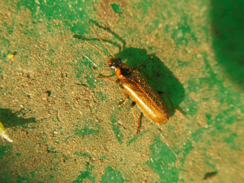 Rhagonycha nigriventris - feketecombú lágybogár Rhagonycha nigriventris - feketecombú lágybogár