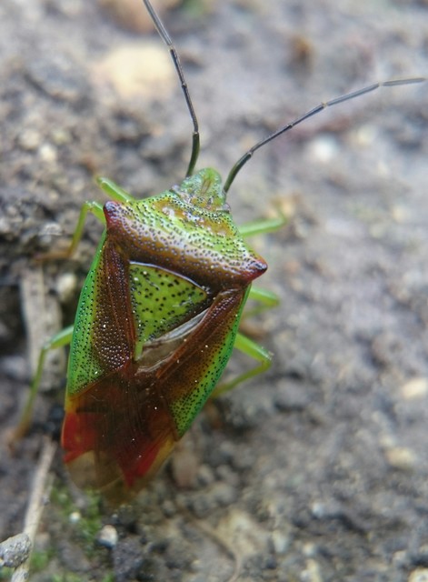 Acanthosoma haemorrhoidale - nagy dajkapoloska Acanthosoma haemorrhoidale - nagy dajkapoloska