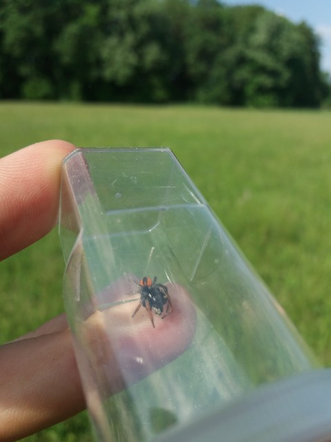 Philaeus chrysops - piros ugrópók