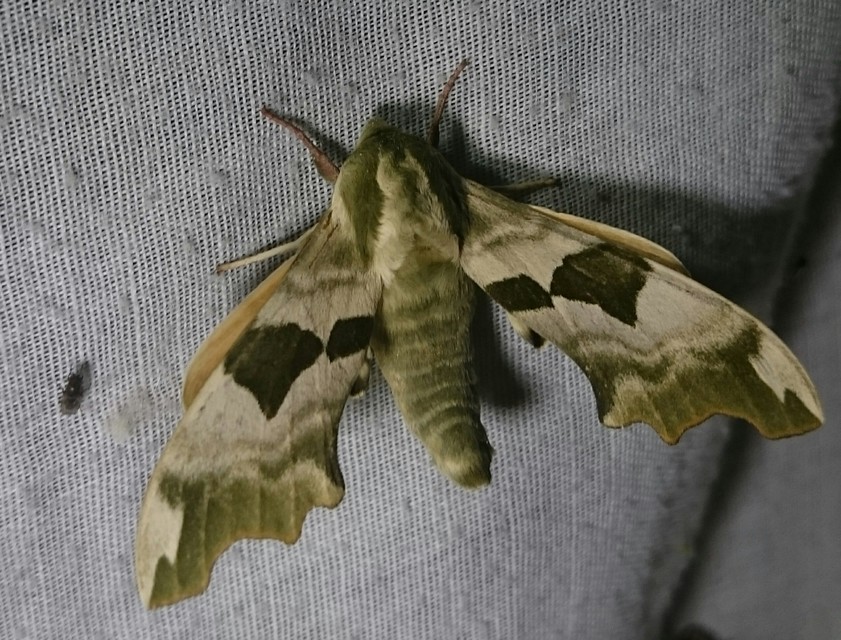 Mimas tiliae - hársfaszender