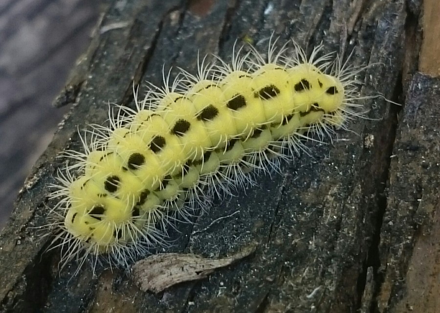 Zygaena