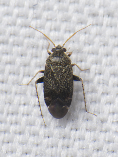 Psallus Psallus