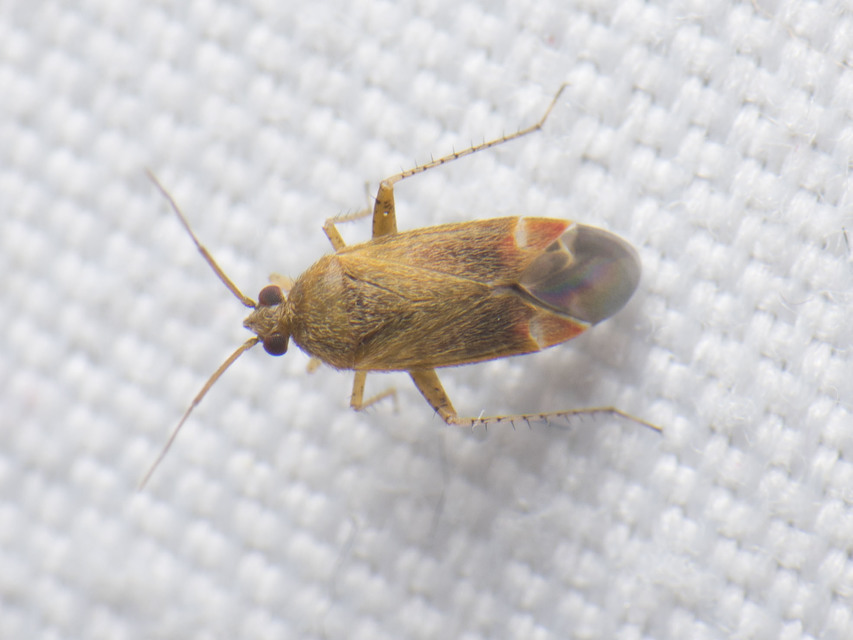 Psallus Psallus
