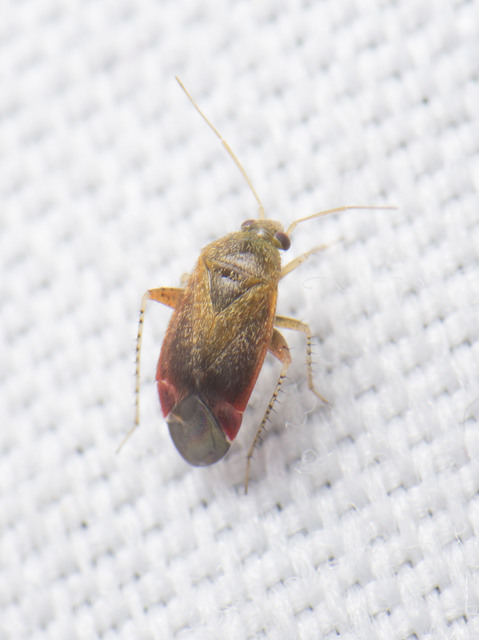 Psallus Psallus