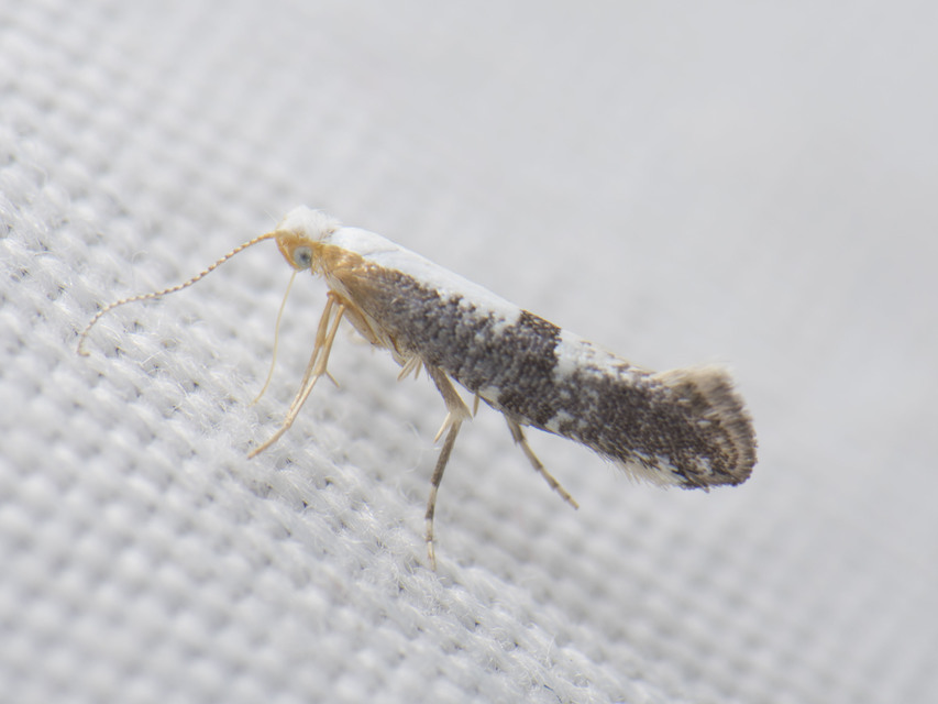 Argyresthia