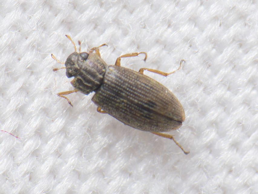 Helophorus Helophorus