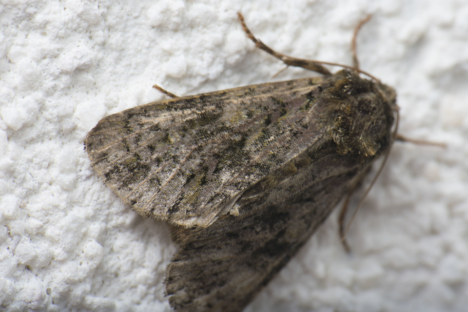 Craniophora ligustri - fagyalbagoly