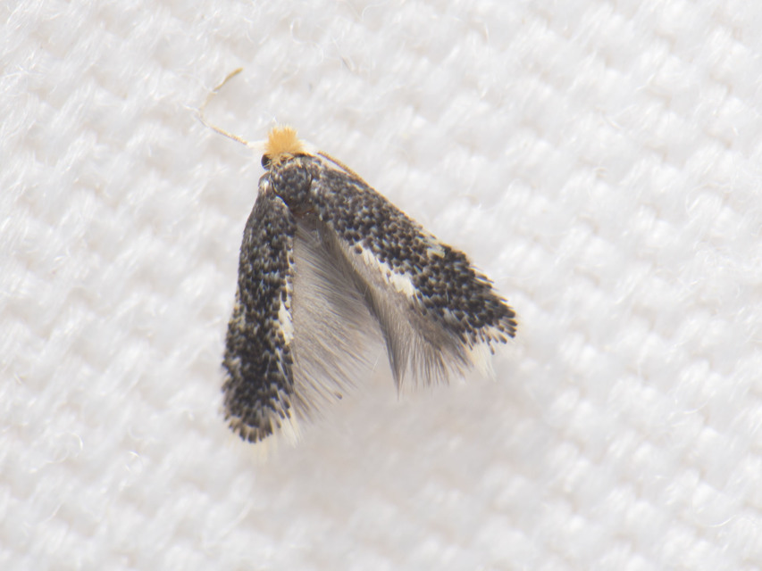 Ectoedemia