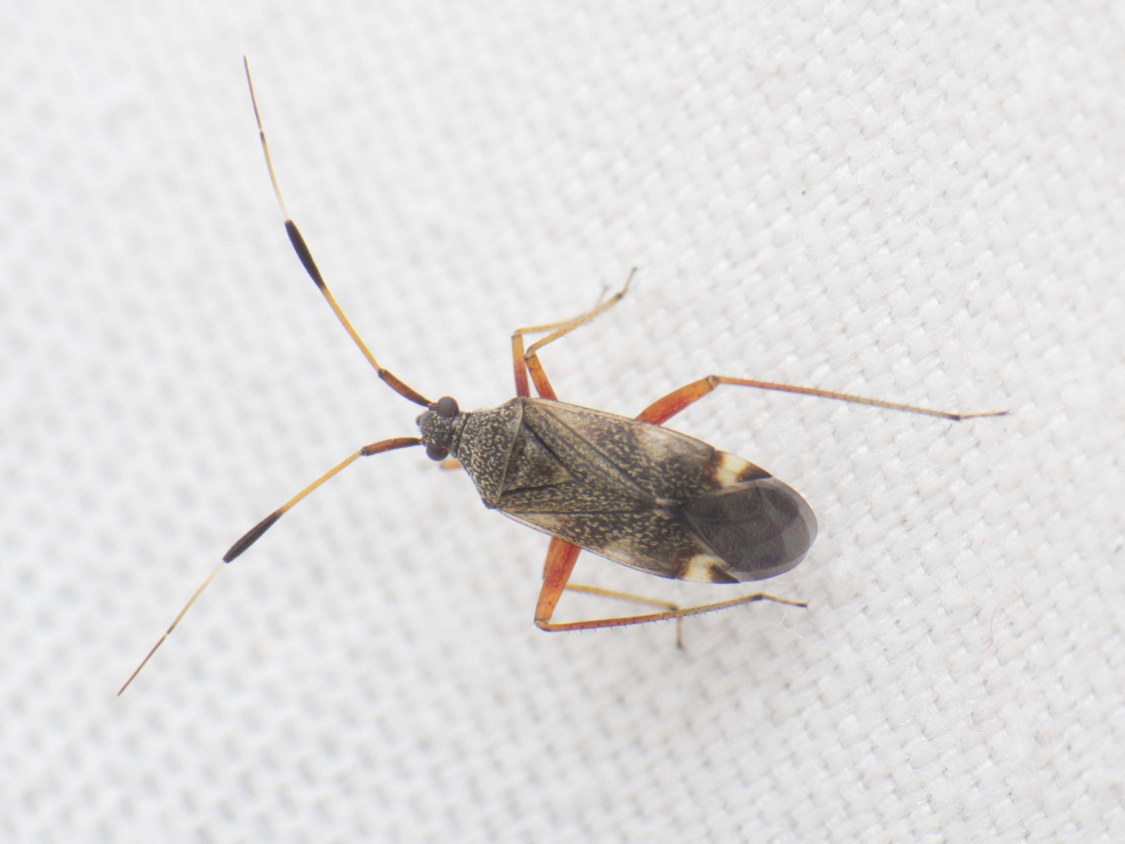Closterotomus biclavatus - aranyszőrű mezeipoloska