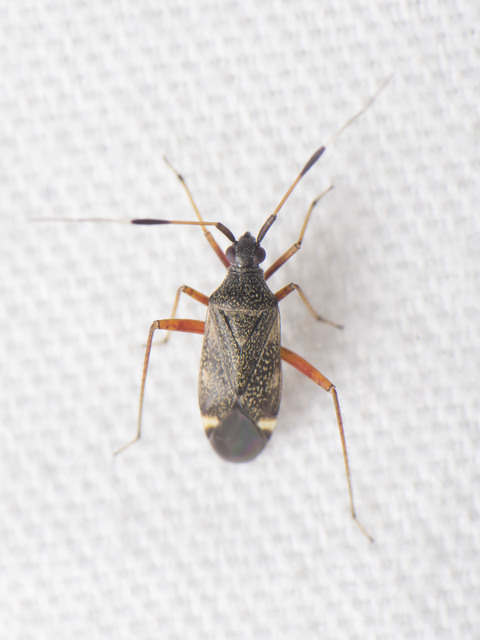 Closterotomus biclavatus - aranyszőrű mezeipoloska