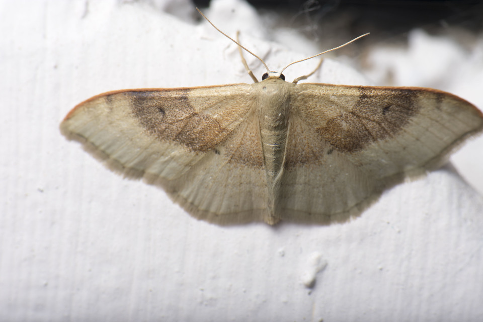 Idaea degeneraria - barnasávos araszoló