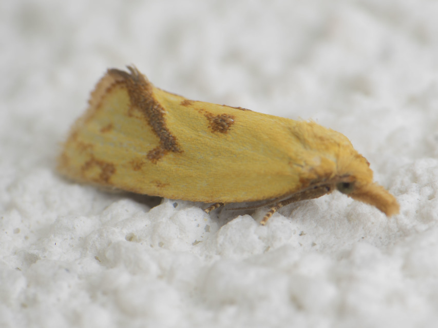 Agapeta hamana - közönséges sárgamoly