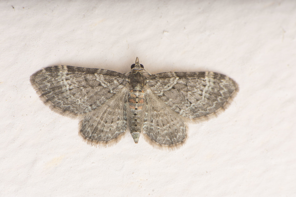 Pasiphila chloerata - hamvas törpearaszoló