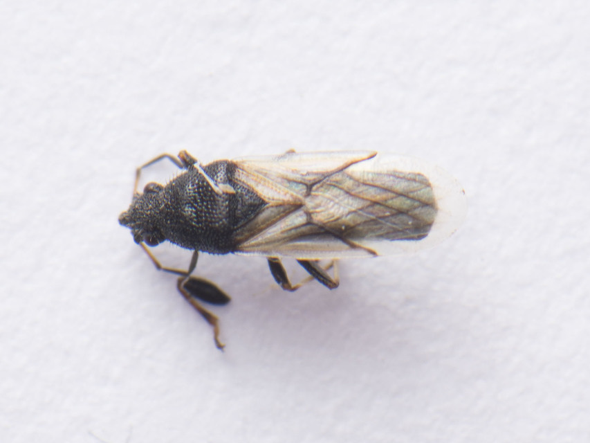 Metopoplax origani - szélesfejű bodobács