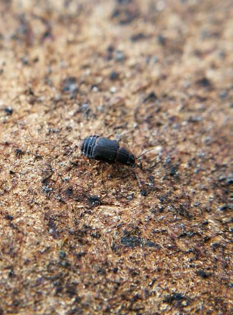 Megarthrus bellevoyei - érdes sutaholyva