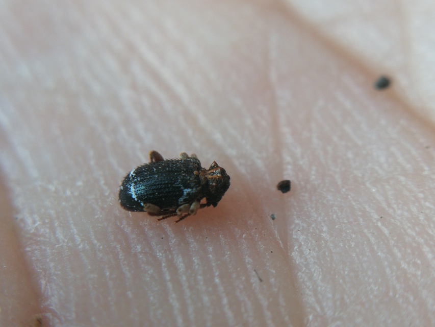 Ptinus variegatus