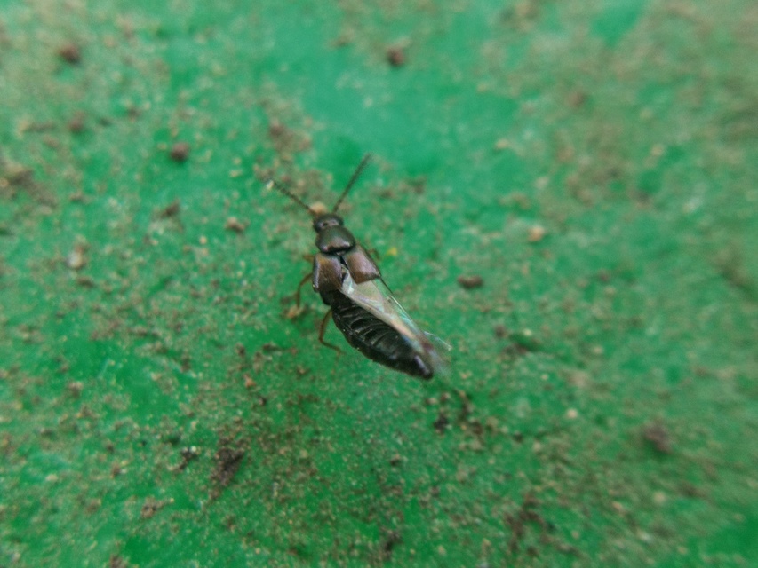 Atheta aeneicollis - fémes penészholyva