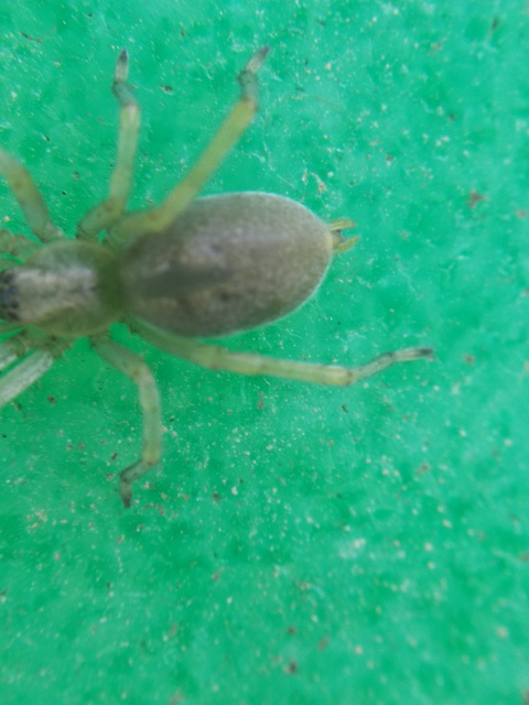 Cheiracanthium