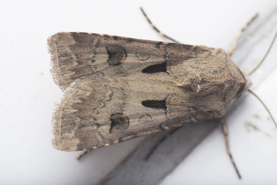 Agrotis exclamationis - felkiáltójeles földibagoly