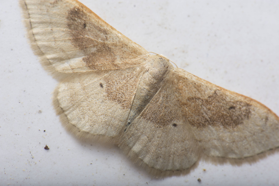 Idaea degeneraria - barnasávos araszoló