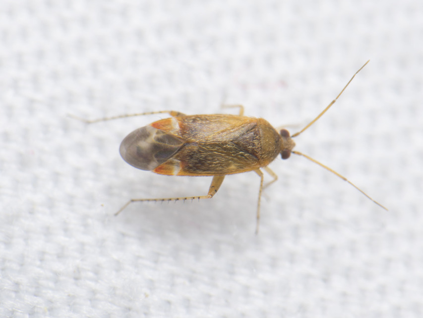 Psallus Psallus