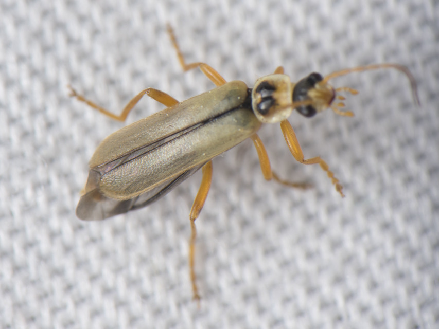 Metacantharis clypeata - tavaszi lágybogár