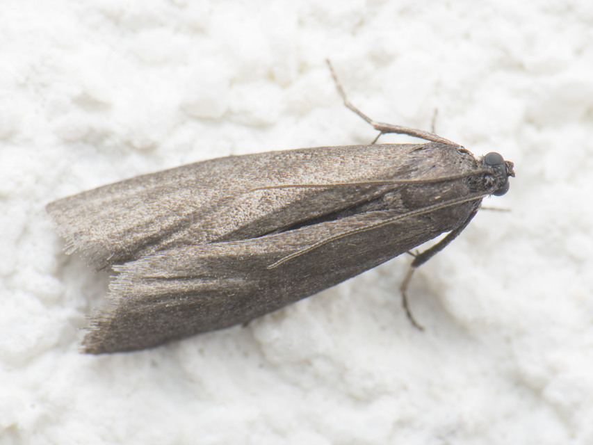 Phycitinae