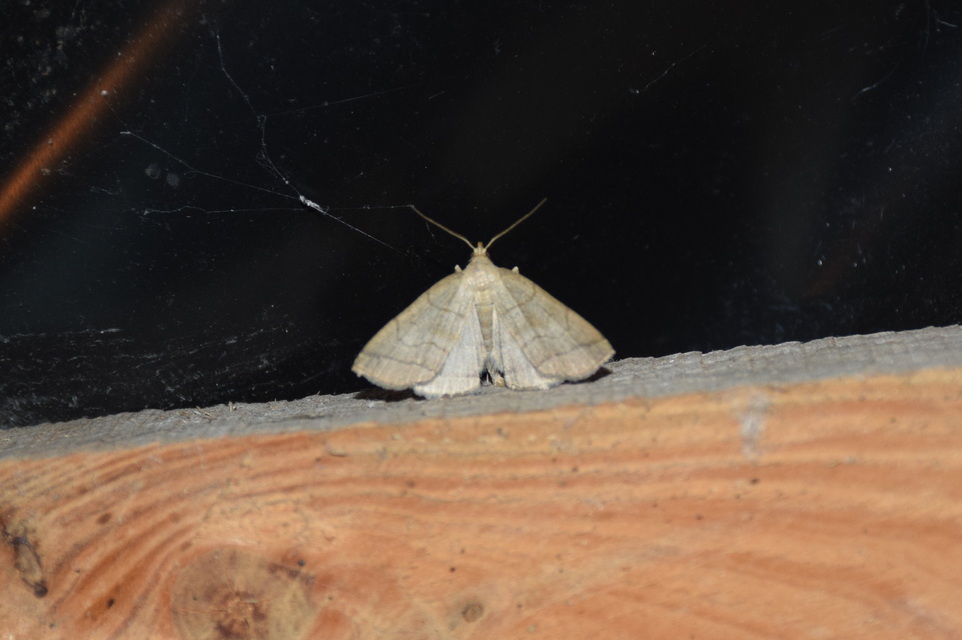 Herminia tarsicrinalis - szőröslábú karcsúbagoly