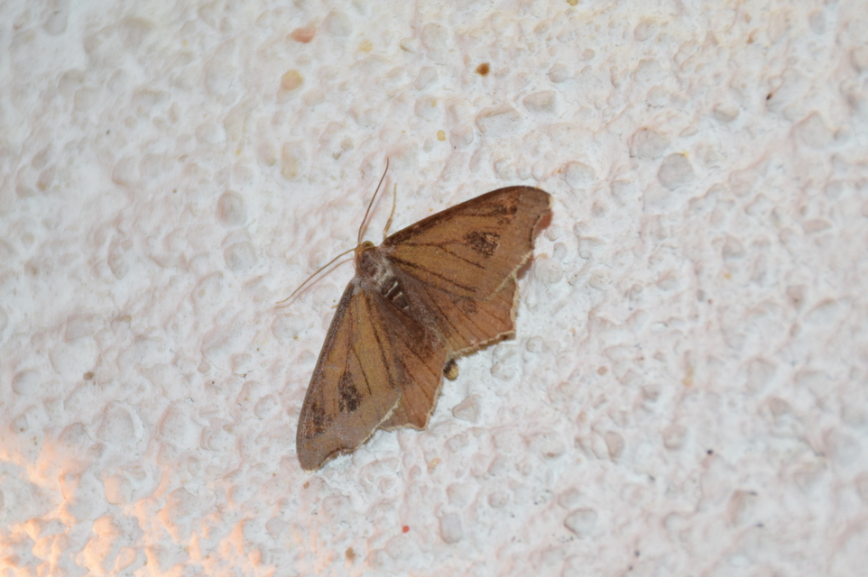 Macaria alternata - közönséges szürkearaszoló