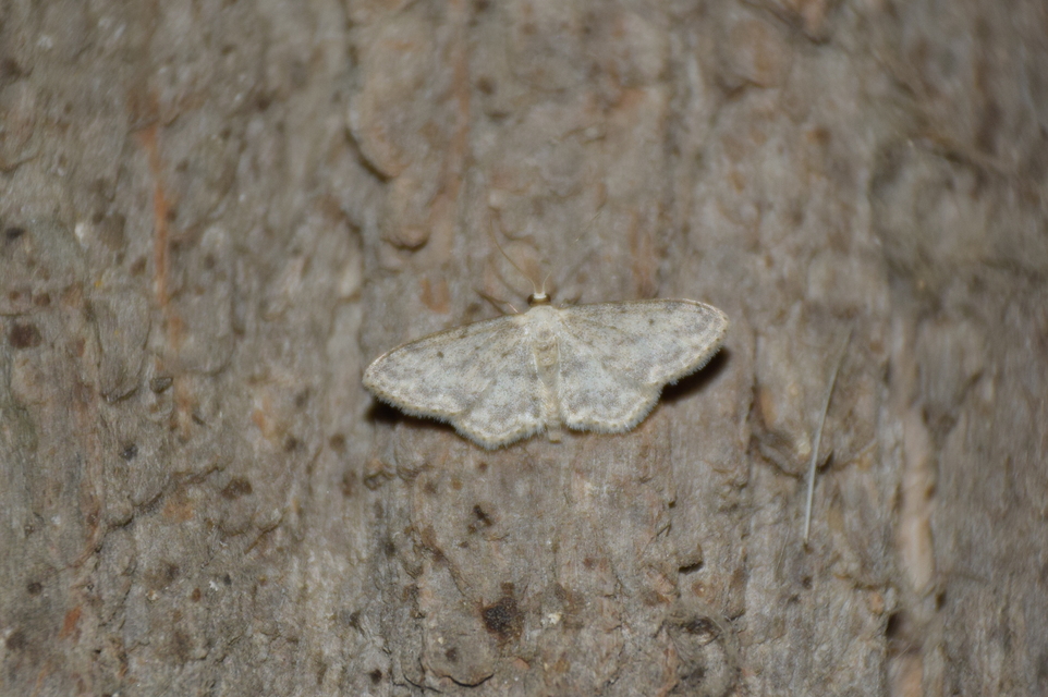 Idaea seriata - szürke apróaraszoló