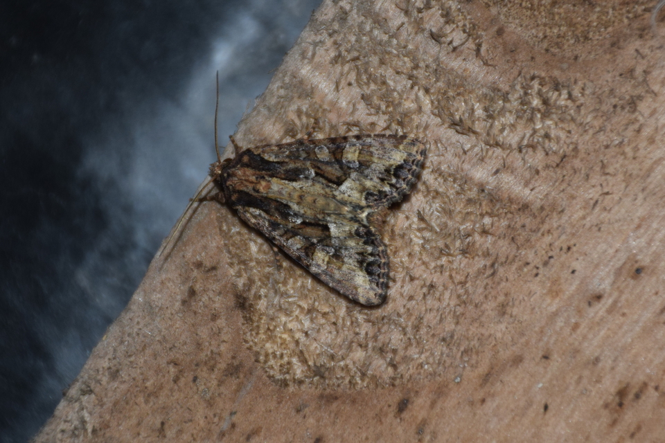 Apamea remissa - erdei dudvabagoly