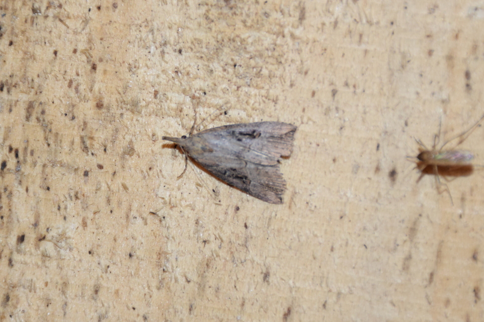 Hypena rostralis - közönséges karcsúbagoly