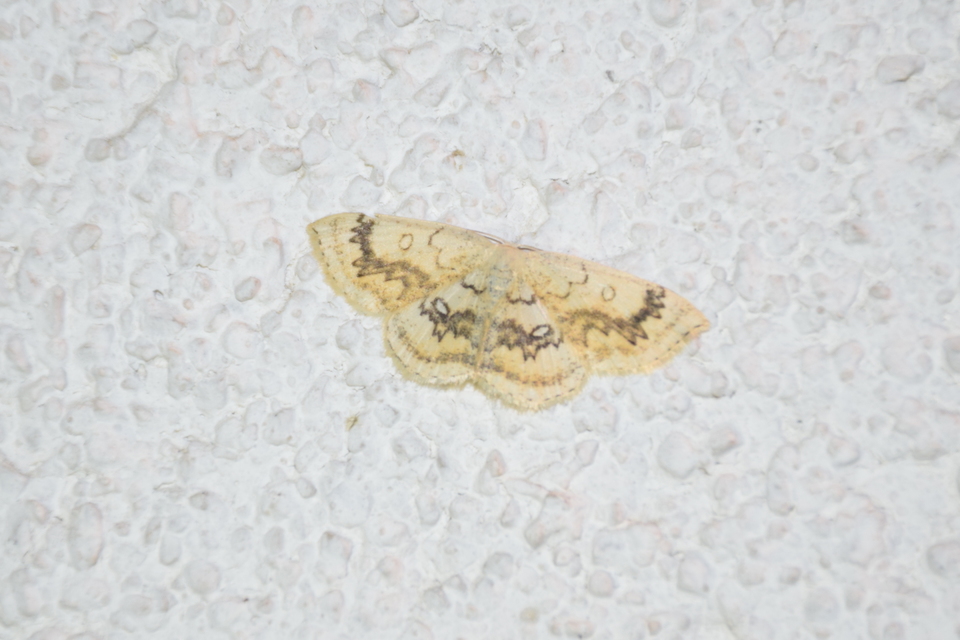 Cyclophora annularia - gyűrűs pettyesaraszoló