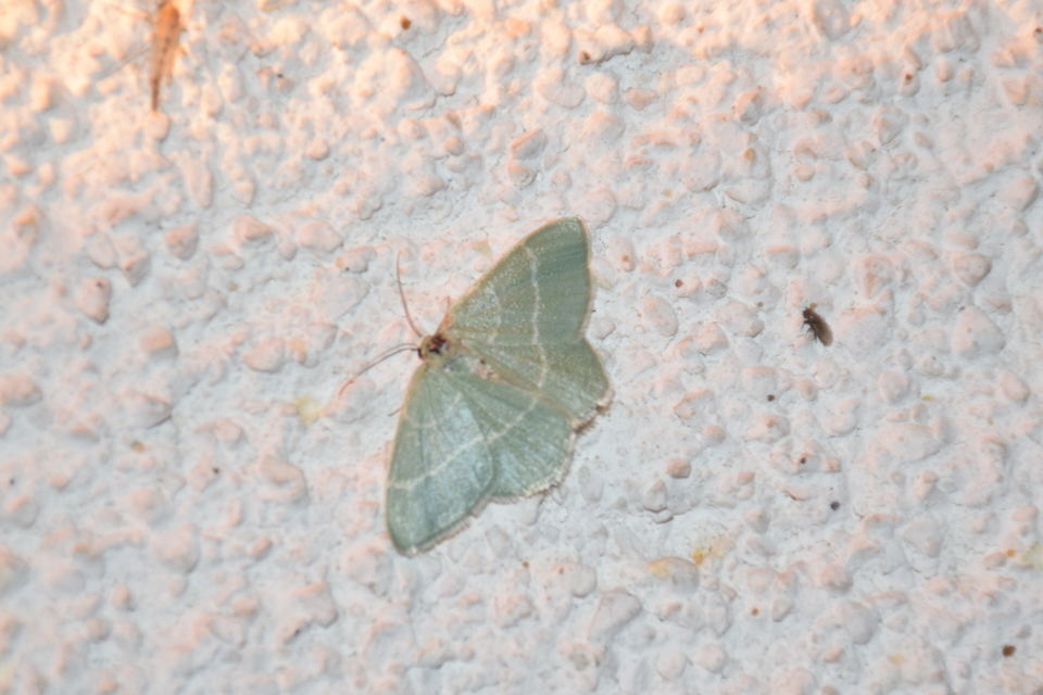 Chlorissa viridata - üdezöld araszoló