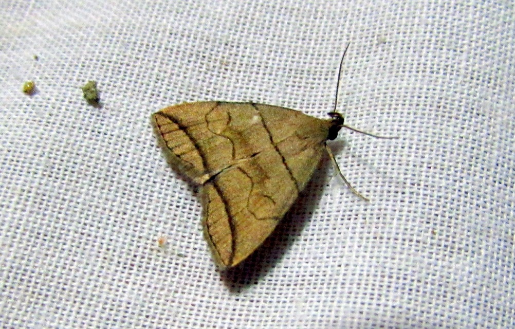 Herminia grisealis - ligeti karcsúbagoly